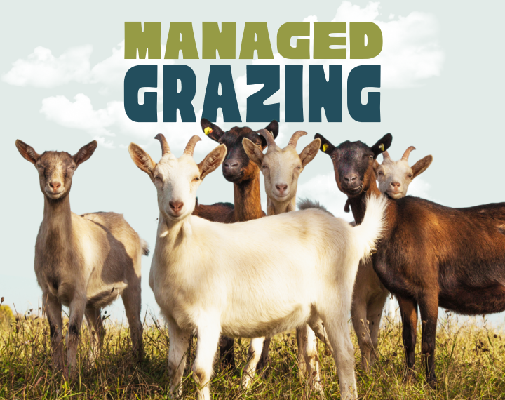 Goats looking at the view and grazing in Rocklin, California, with the text "Managed Grazing" above them